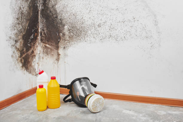 Best Emergency Mold Removal  in Mantua, UT
