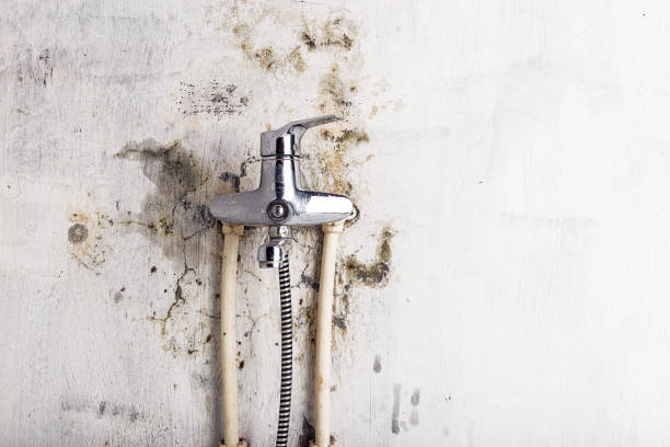 Mold Removal and Inspection in Mantua, UT