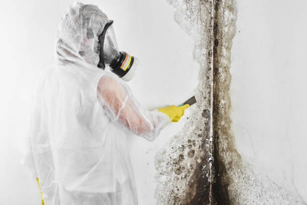 Best Residential Mold Removal  in Mantua, UT
