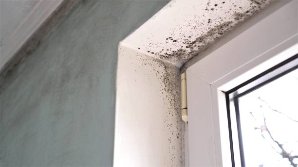 Best Toxic Mold Removal  in Mantua, UT