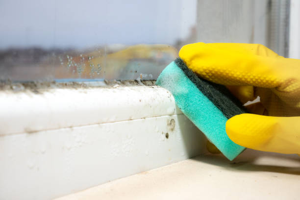 Best Toxic Mold Removal  in Mantua, UT