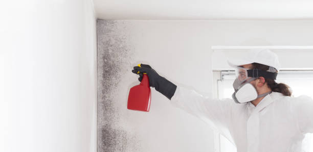 Best Emergency Mold Removal  in Mantua, UT