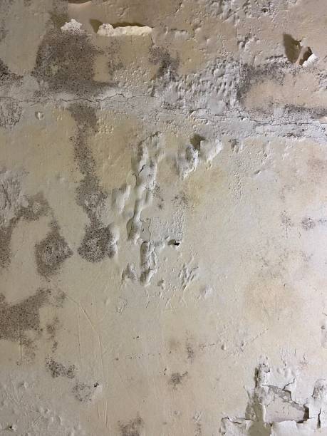 Best Mold Testing  in Mantua, UT