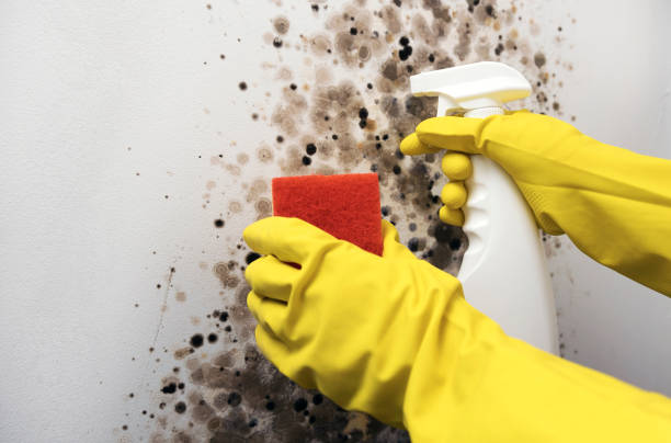 Best Mold Testing and Removal  in Mantua, UT