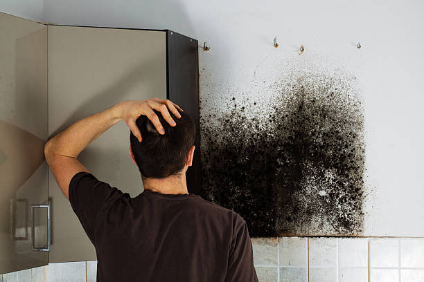 Best Local Mold Removal Service  in Mantua, UT