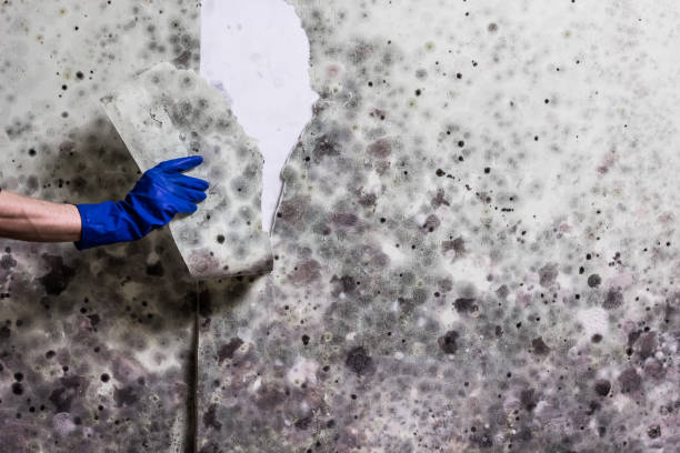 Best Office Mold Removal Services  in Mantua, UT