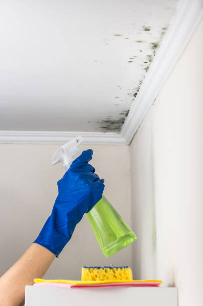 Best Best Mold Removal Companies  in Mantua, UT