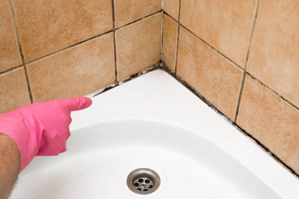 Best Attic Mold Removal  in Mantua, UT