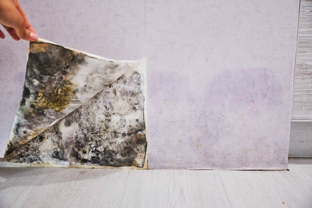 Best Mold Removal and Inspection  in Mantua, UT